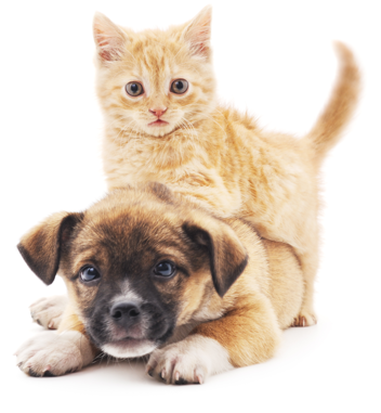 Image of happy kitten and puppy